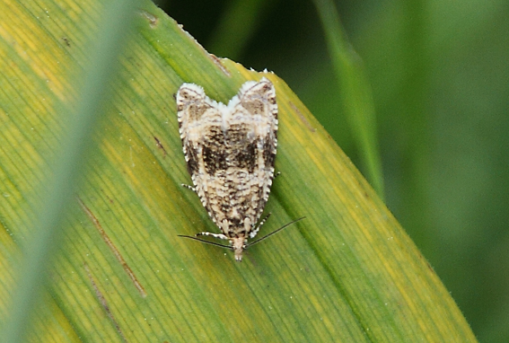 Prima identificazione - Celypha lacunana